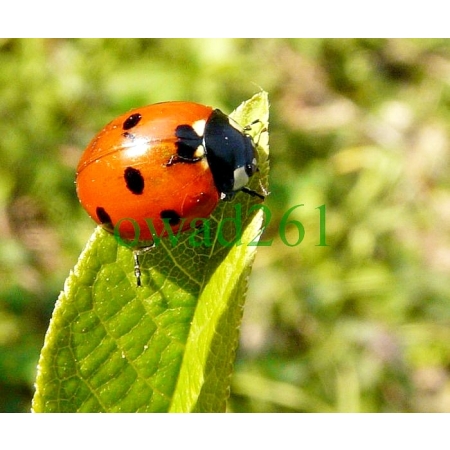 Coccinella septempunctata Linnaeus, 1758 Biedronka siedmiokropka